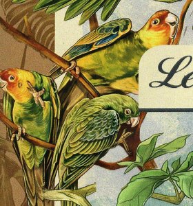 Parrots Stamp Anodorhynchus Hyacinthinus Birds S/S MNH #882