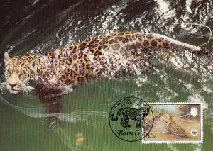 Belize 1983 Maxicard Sc #691 85c Jaguar WWF