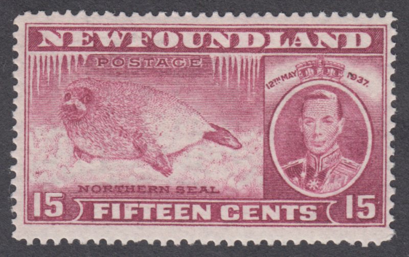 Newfoundland - #239 Long Coronation Issue, Seal Pup - MH