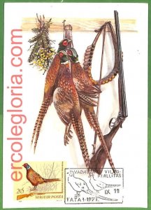 32870 - HUNGARY - MAXIMUM CARD - 1971 - WILDLIFE, BIRDS HUNTING-