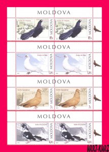 MOLDOVA 2012 Nature Fauna Birds Pigeons 8v Sc755-758 Mi799-802 MNH