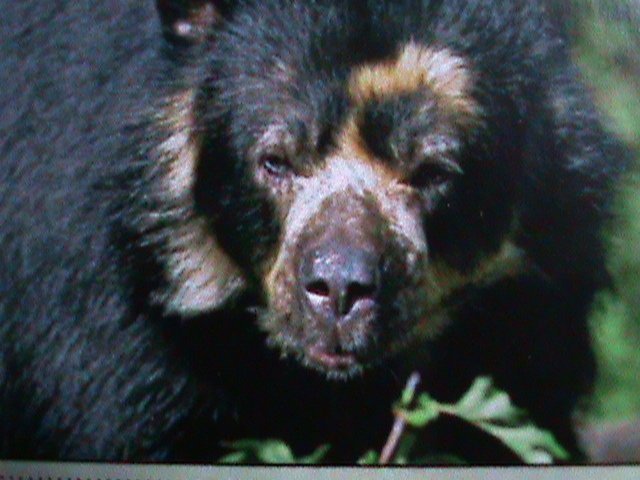 ​TONGA WILD ANIMALS-SOECTACKED BEAR MNH IMPERF-S/S VF WE SHIP TO WORLD WIDE