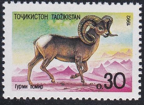 Tajikistan #  4, Ram, NH