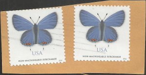 # 5136 Used Eastern-Tailed Blue Butterfly
