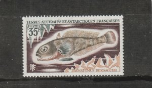 French Southern and Antarctic Territories  Scott#  43  MNH  (1971 Antarctic Cod