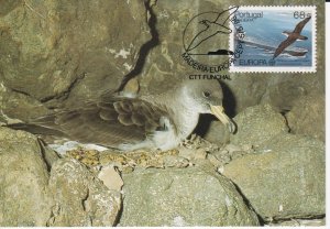 Portugal Madeira # 110, Europa - Great Shearwater Bird, Maxi Card First Day