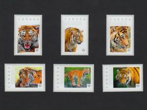 TIGER = set of 6 Picture Postage personalized stamps MNH Canada 2016 [p16/01tg6]