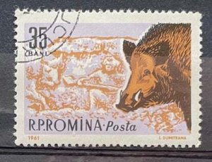 (3568) ROMANIA 1961 : Sc# 1427 BOAR AND ROMAN HUNTER - VFU