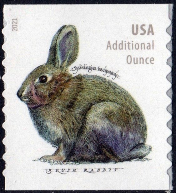 SC#5545 (20¢) Brush Rabbit Coil Single (2021) SA