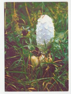 Postal stationery Belarus 1999 Mushroom