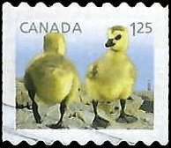 CANADA   #2428 USED (7)