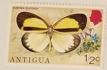 Antigua 387