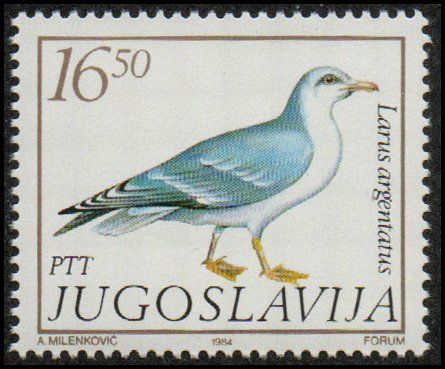 Yugoslavia 1689 - Mint-NH - 16.50d European Herring Gull (1984) (cv $0.40)