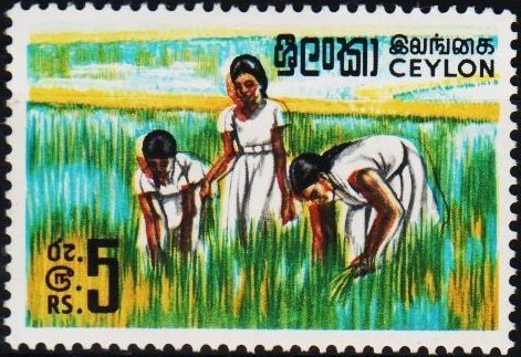 Ceylon. 1964 5R S.G.499 Unmounted Mint