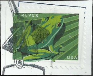 # 5397 Used Tree Frog