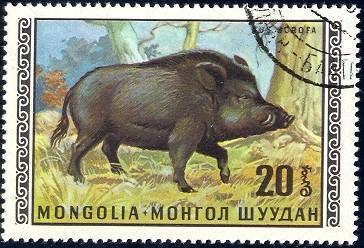 Wild Boar Mongolia stamp SC#565 Used