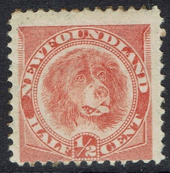 NEWFOUNDLAND 1896 DOG 1/2C