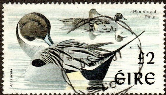 Ireland 1111 - Used - 2£ Pintail Duck (1998) (cv $9.00)