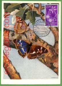 32390 - Spanish Guinea - MAXIMUM CARD - 1959 - Butterflies-