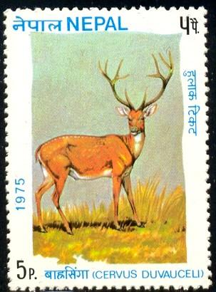 Red Deer, Nepal stamp SC#305 MNH