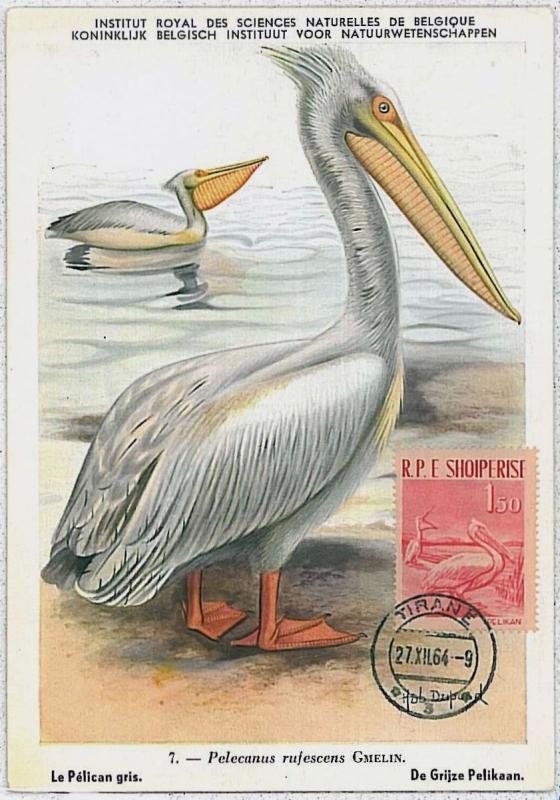 MAXIMU CARD - Fauna animals BIRDS : ALBANIA 1961  #1 -  PELICAN