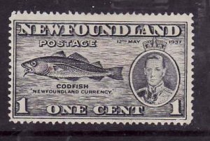 Newfoundland-Sc#233- id7-unused no gum 1c Codfish-1937-