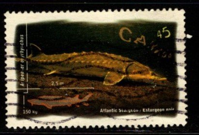 Canada - #1643 Salt Water Fish - Atlantic Sturgeon - Used