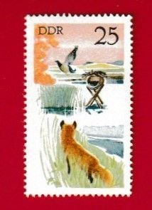 GERMANY DDR SCOTT#1861 1977 25pf MALLARD & RED FOX - MH