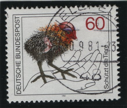 Germany  #1355 used 1981  wildlife protection . baby coot