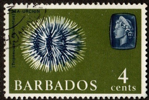 Barbados 270b - Used - 4c Sea Urchin (1965) +