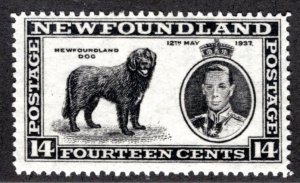 222, NSSC, Newfoundland, 14¢ Newfoundland Dog, black, MLHOG, F/VF