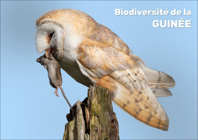 GUINEA 2023 STATIONERY CARD - BIRDS BIRD OWLS OWL OWLS OWL BIRDS-