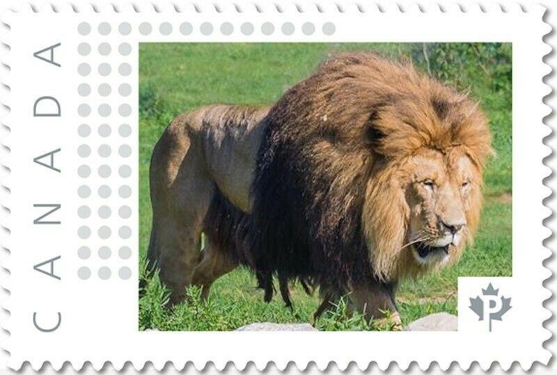 LION, predator, UNIQUE Personalized Picture Postage stamp Canada2017 p17-05ln2-2