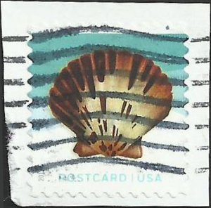 # 5164 Used Pacific Calico Scallop Shell