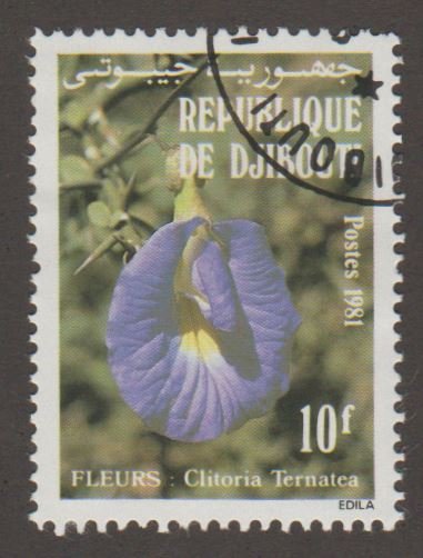 538 Clitoria Ternatea