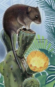 Rodent Stamp Notomys Amplus Rattus Macleari Conilurus Albipes S/S MNH #5700/ 621