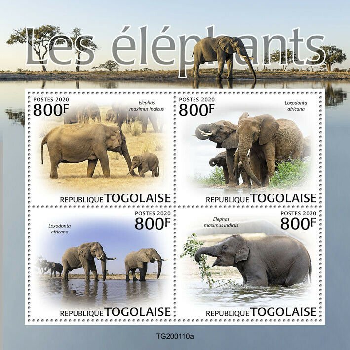 Togo Wild Animals Stamps 2020 MNH Elephants African Indian Elephant Fauna 4v M/S