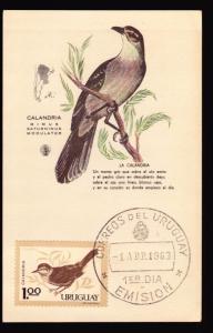 1963 URUGUAY BIRD  MAXI CARD MAXIMUM cALANDRIA MIMUS SATURNINUS 