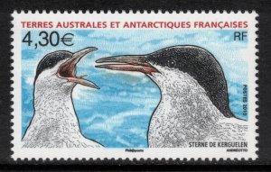 FRENCH ANTARCTIC 2010 Kerguelen Terns; Scott 429, Yvert 553; MNH