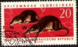 Shrews, German Democratic Republic stamp SC#593 Used