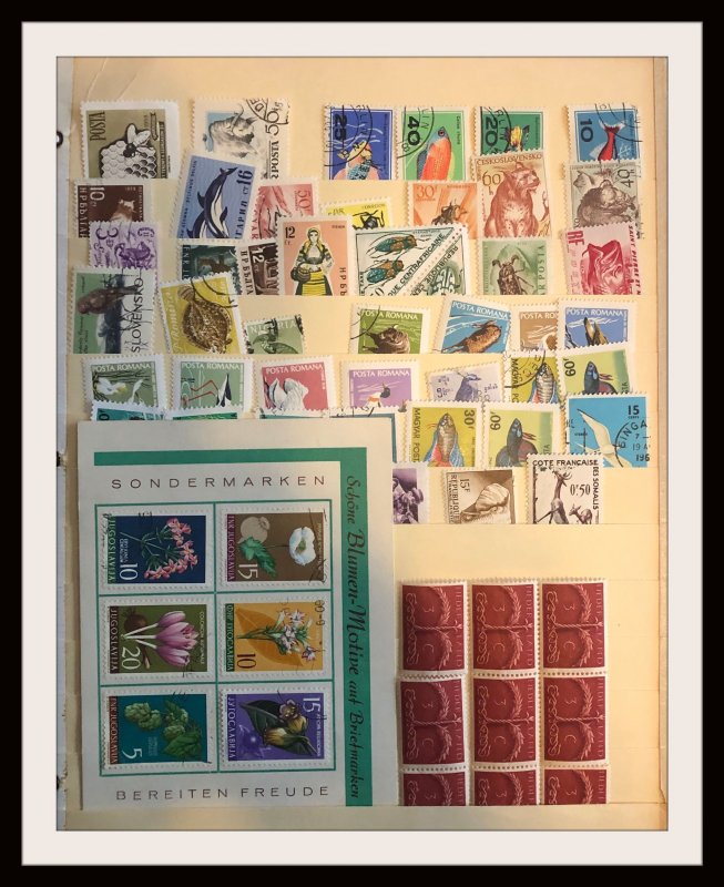 Medium Size Foreign Accumulation