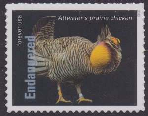 US 5799p Endangered Species Attwater's Prairie Chicken F single MNH 2023