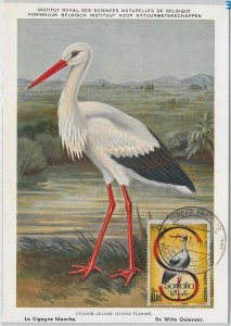 52631 - SOMALIA - MAXIMUM CARD - ANIMALS BIRDS STORK 1959-