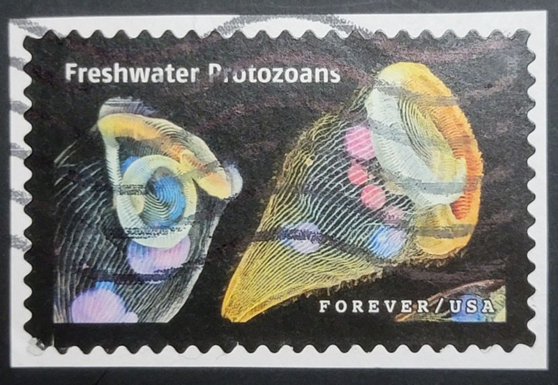 US 5802f (2023 Life Magnified - Freshwater Protozoans)
