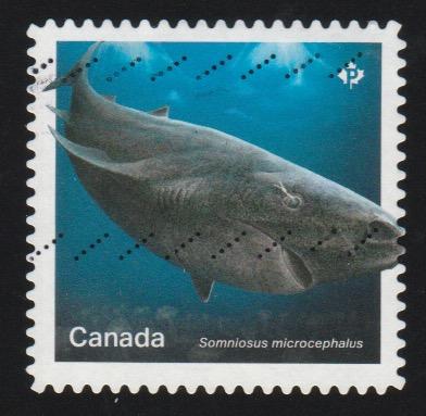 Scott #3109 Shark   - Canada 2018