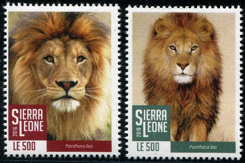 Sierra Leone 16 Lion Mnh 2v Fauna Feline Wild Cat Chat Gato Katz Leo Hipstamp