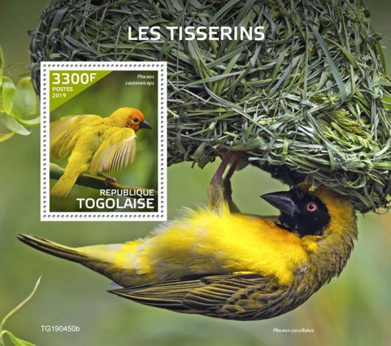 Stamps of Togo 2019. - Weavers (Ploceus castaneiceps). Block.