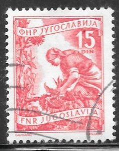 Yugoslavia 384: 15d Gathering Sunflowers, used, VF