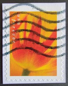 US 5780 (2023 Tulip Blossoms - Orange & Red Tulip)