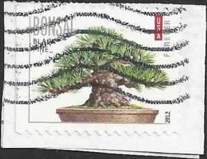# 4619 USED BLACK PINE